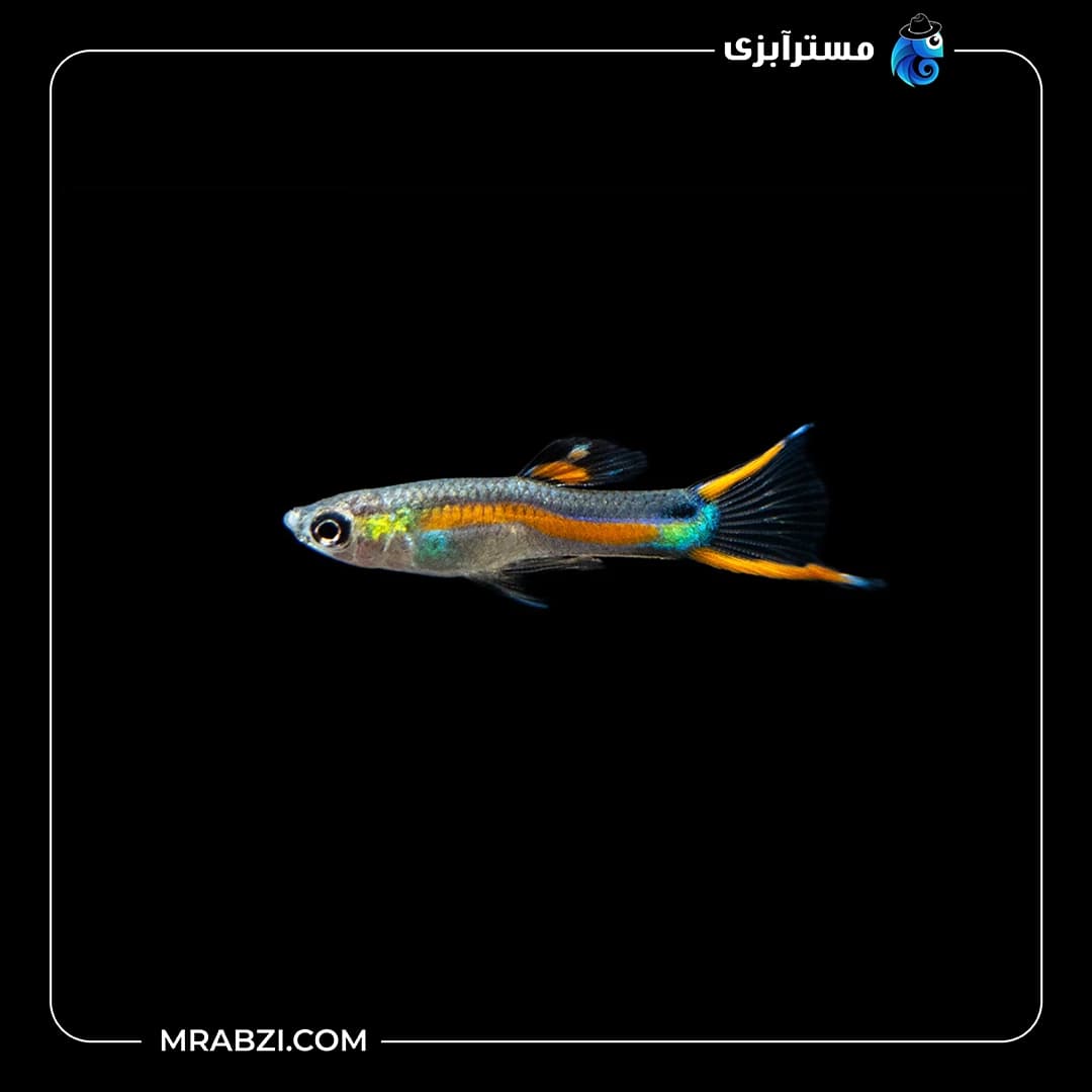 ماهی گوپی اندلر لیزر