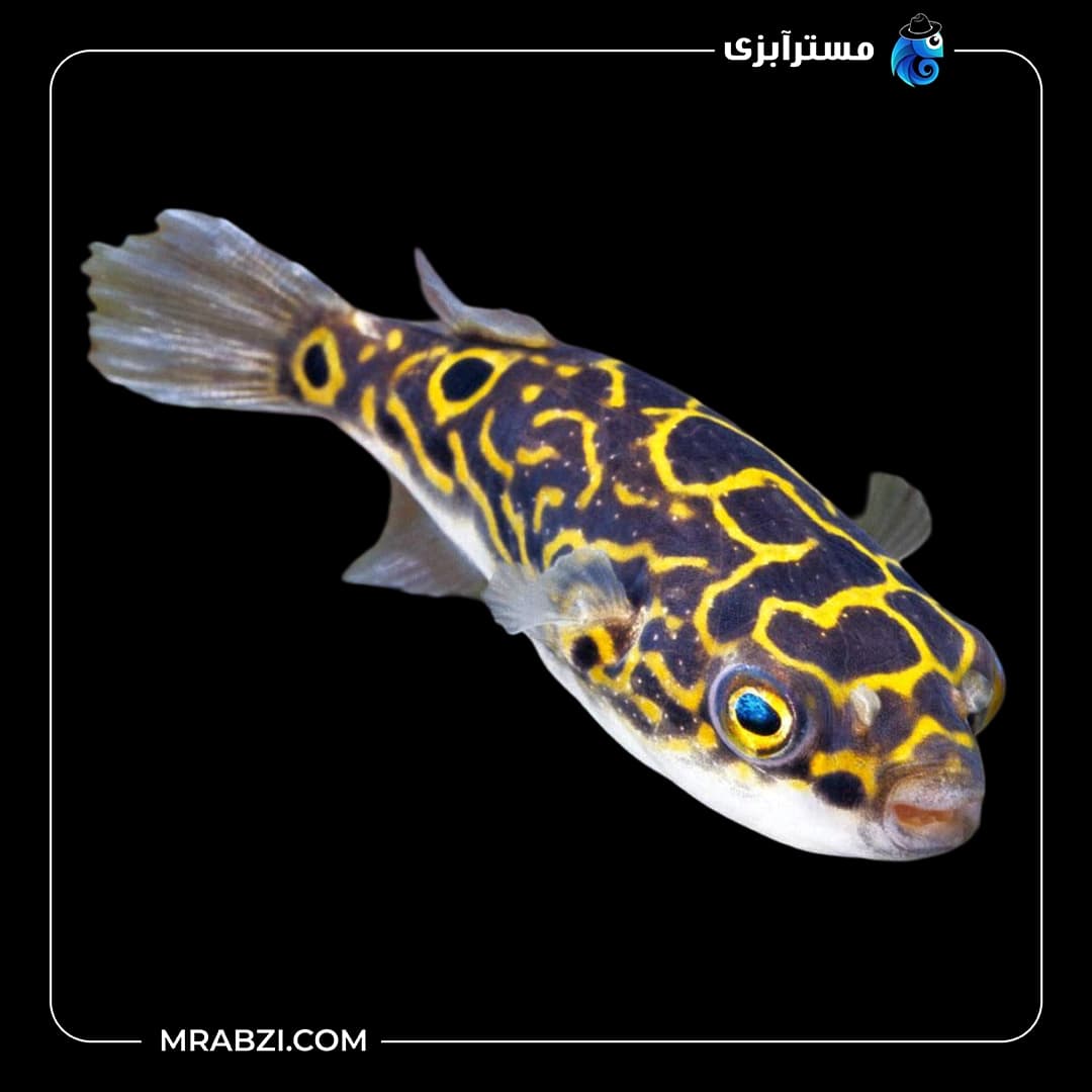 ماهی پافر فیگور