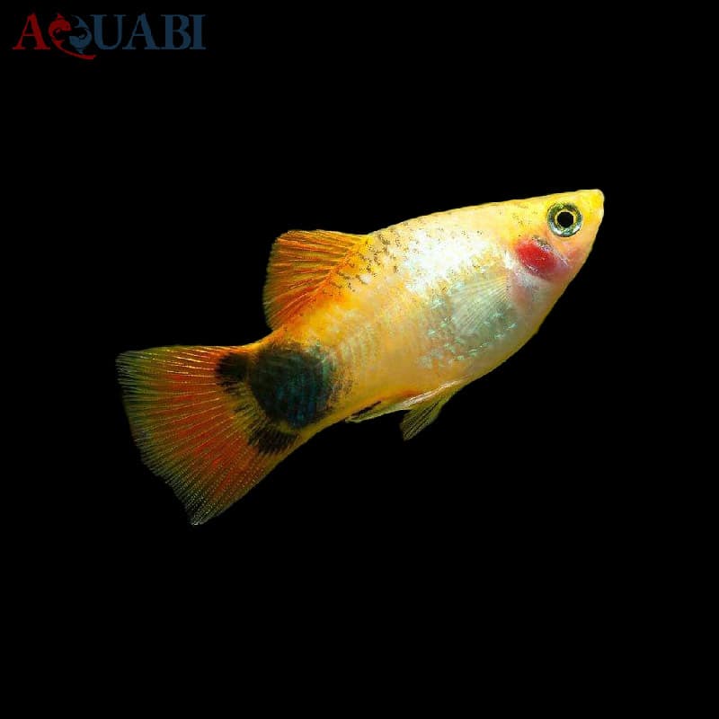 ماهی پلاتی میکی موس — تصویر ۲