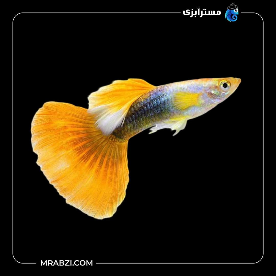 ماهی گوپی گلدن