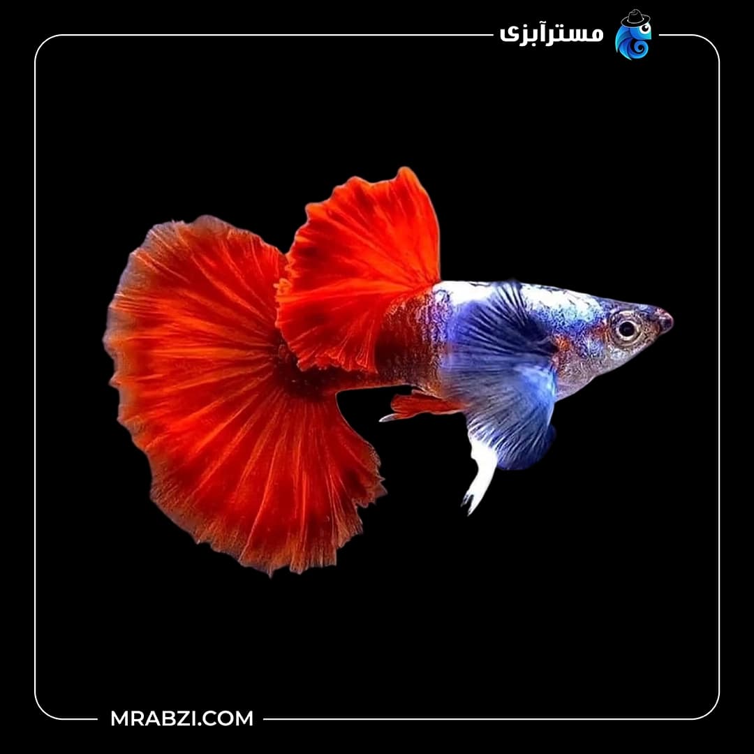 ماهی گوپی دامبو