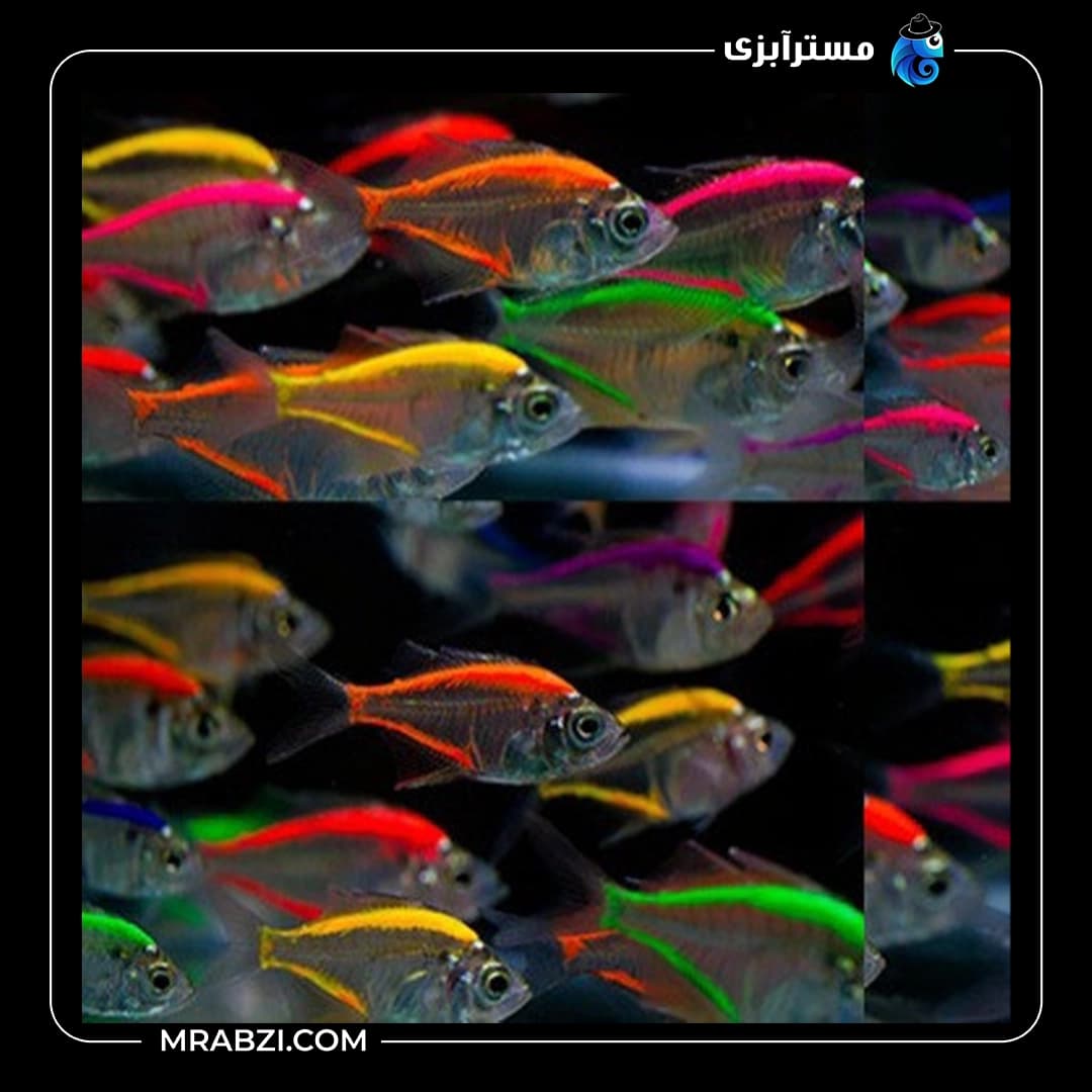 ماهی کالر فیش رنگی