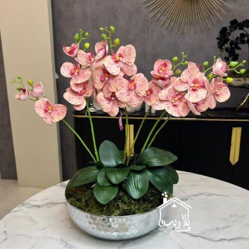 ارکیده لمسی دو بازو برگ دار وارداتی 16033_16034_16035_16036