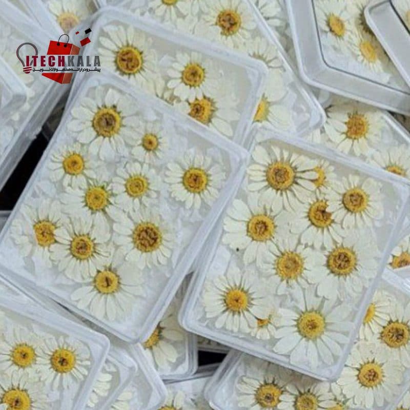 گل بابونه پرسی سفید (۱۰ عددی) — تصویر ۲