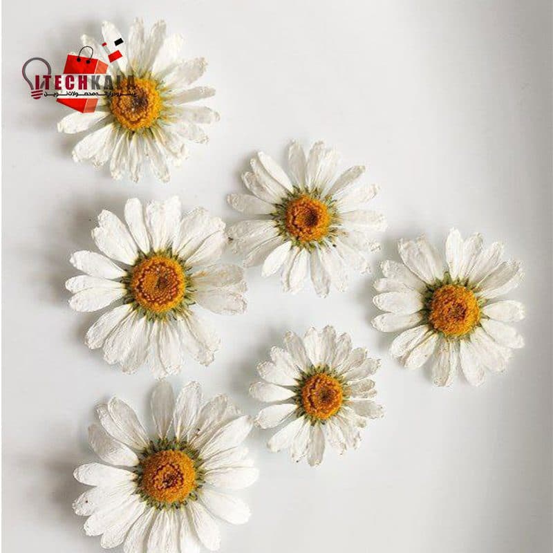 گل بابونه پرسی سفید (۱۰ عددی)
