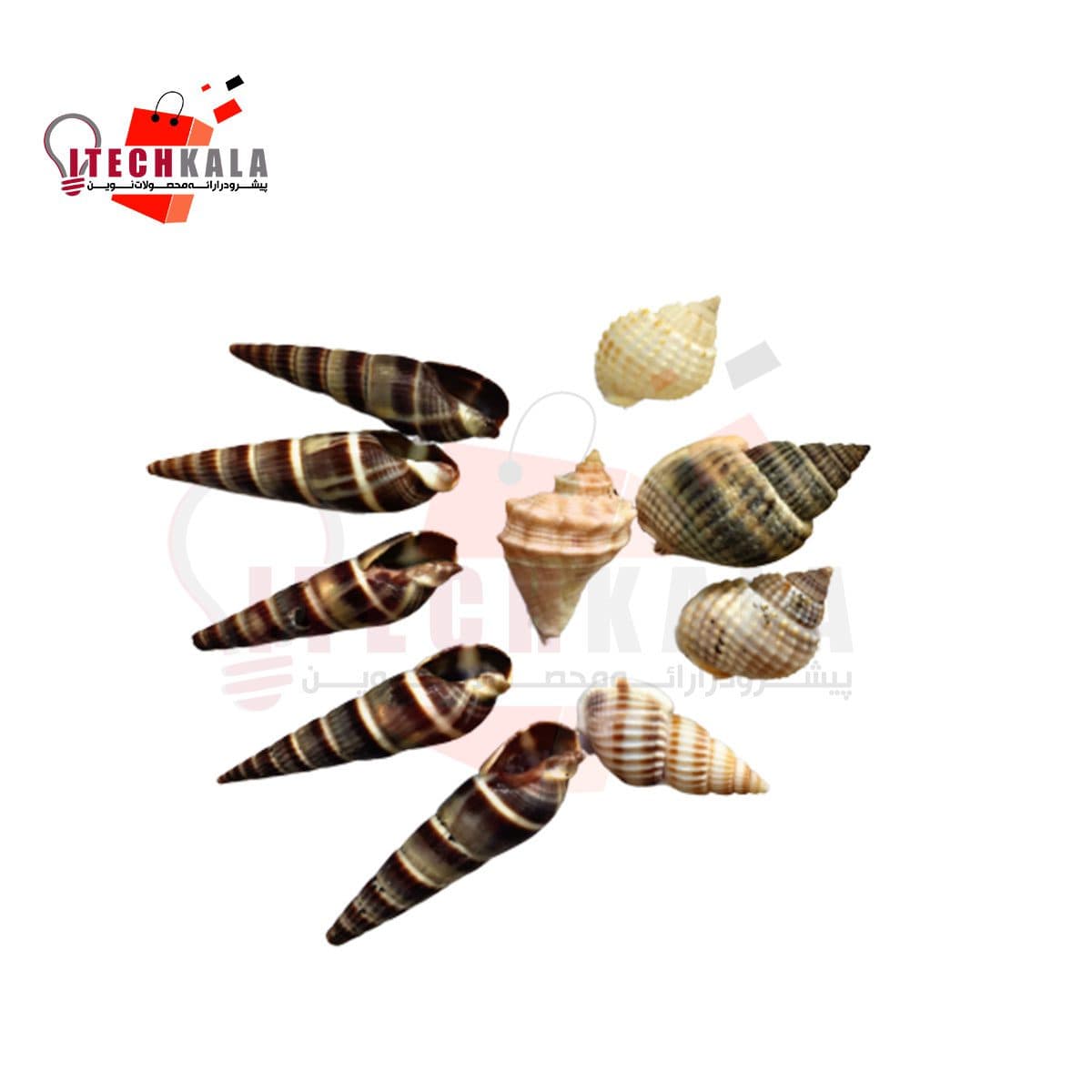 حلزون و گوش ماهی