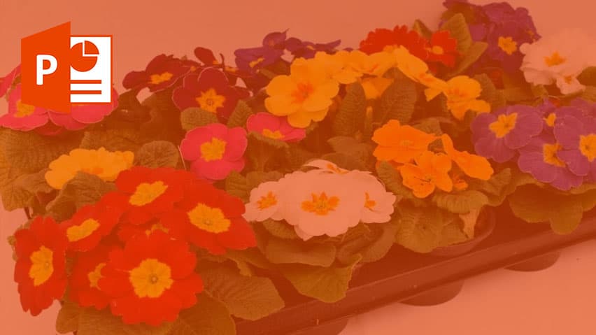 و دانلود پاورپوینت گلهای نشایی