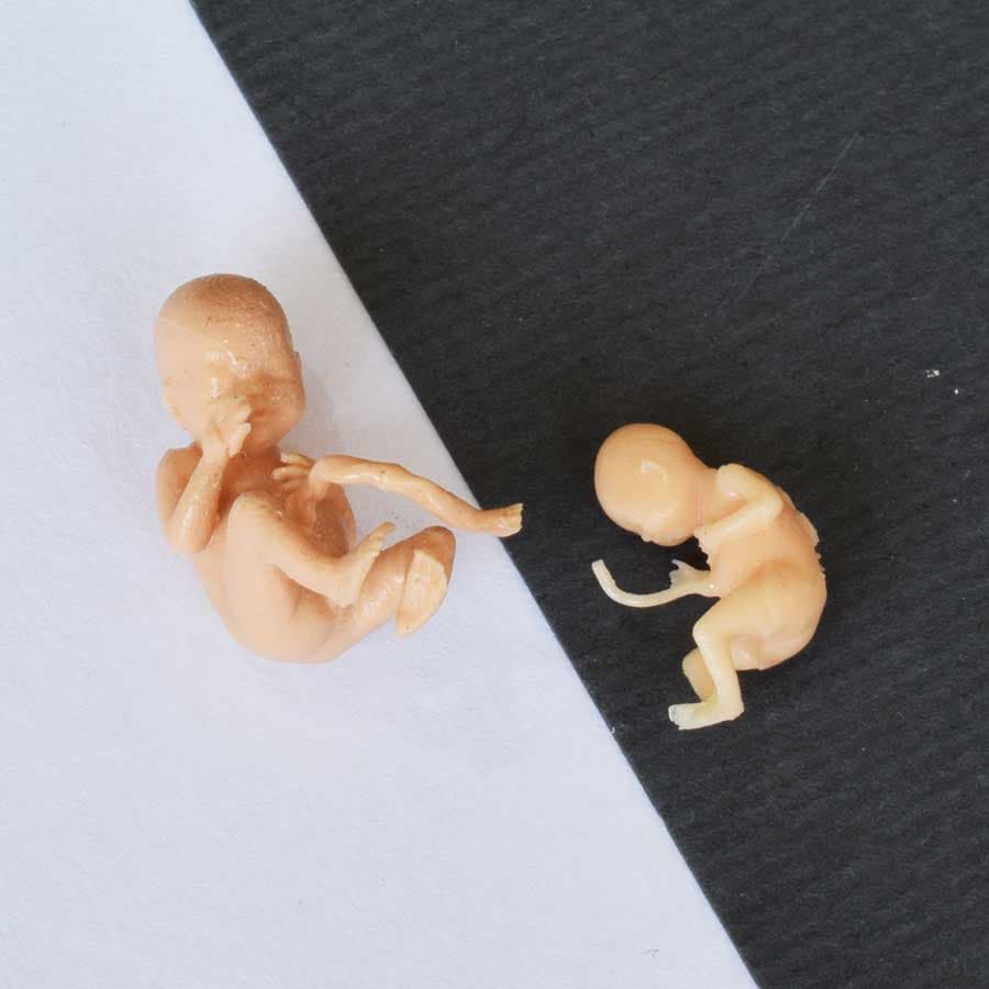 ماکت مینیاتوری جنین