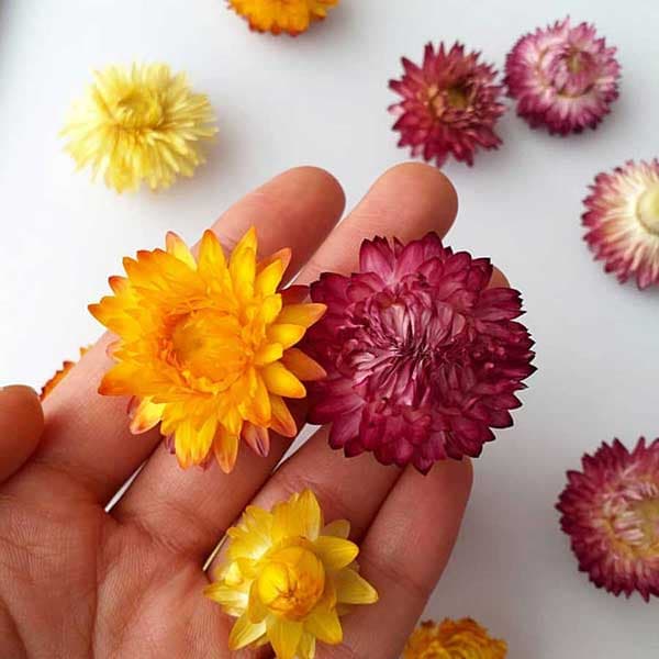 گل خشک مینا بسته 5 عددی — تصویر ۳