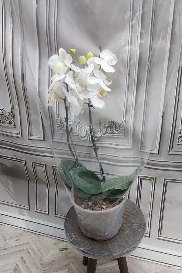 گلدان ارکیده – آژار گل — تصویر ۲