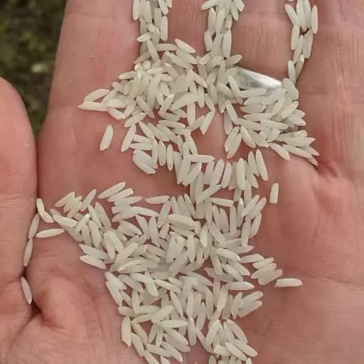 برنج طارم هاشمی (50کیلوئی) غربال شده صداقت