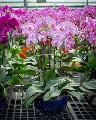 ارکیده طبیعی به رنگ‌های مختلف از کدام گل‌فروشی تهران؟