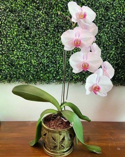 ارکیده شیک در گلدان‌های مدرن از گل‌فروشی‌های کرج چگونه است؟