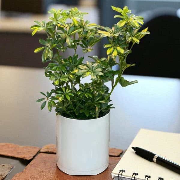 ارسال گل طبیعی برای کارخانه تهران شرق