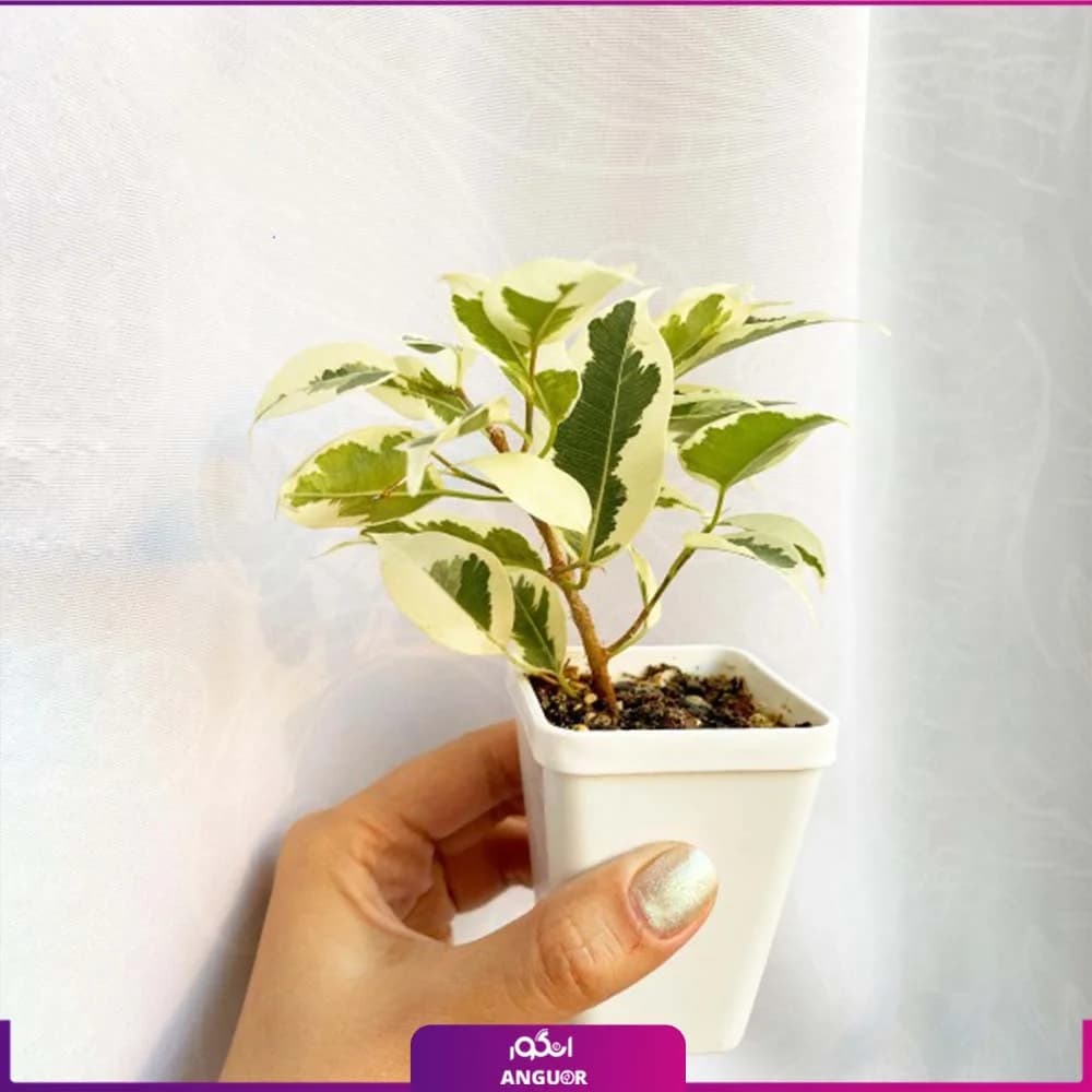 گیاه فیکوس بنجامین ابلق کوچک