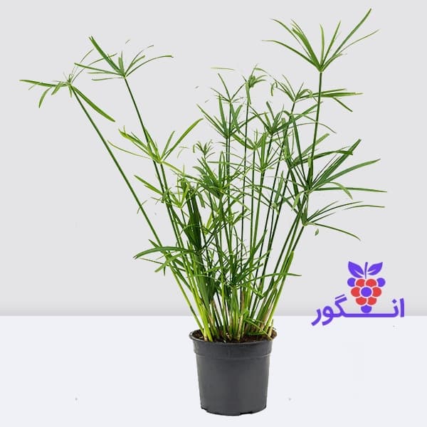 گیاه نخل مرداب (سایز 80 – 90 سانتی)