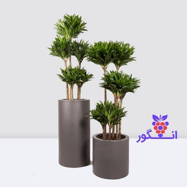 ست دوتایی دراسنا کامپکت مناسب برای شرکت ( سایز 100 و 120 سانتی)