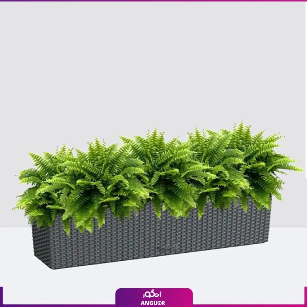 گیاه سرخس در گلدان مستطیلی