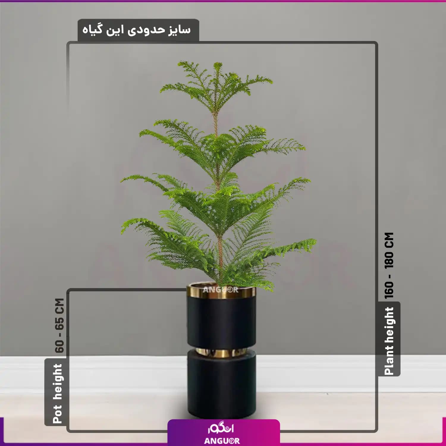 گل آپارتمانی کاج مطبق با گلدان فایبرگلاس در4 طرح — تصویر ۲