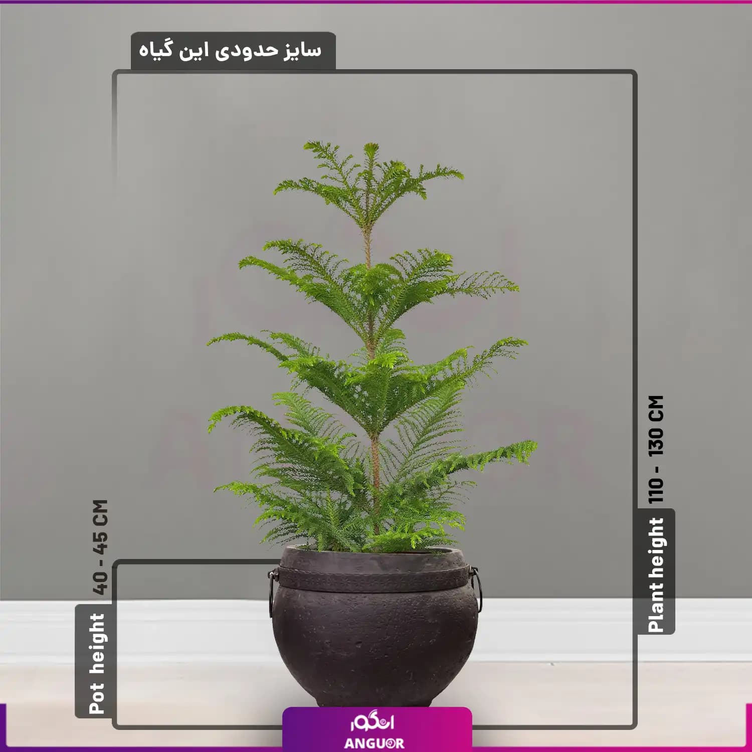 گل آپارتمانی کاج مطبق با گلدان فایبرگلاس در4 طرح — تصویر ۴