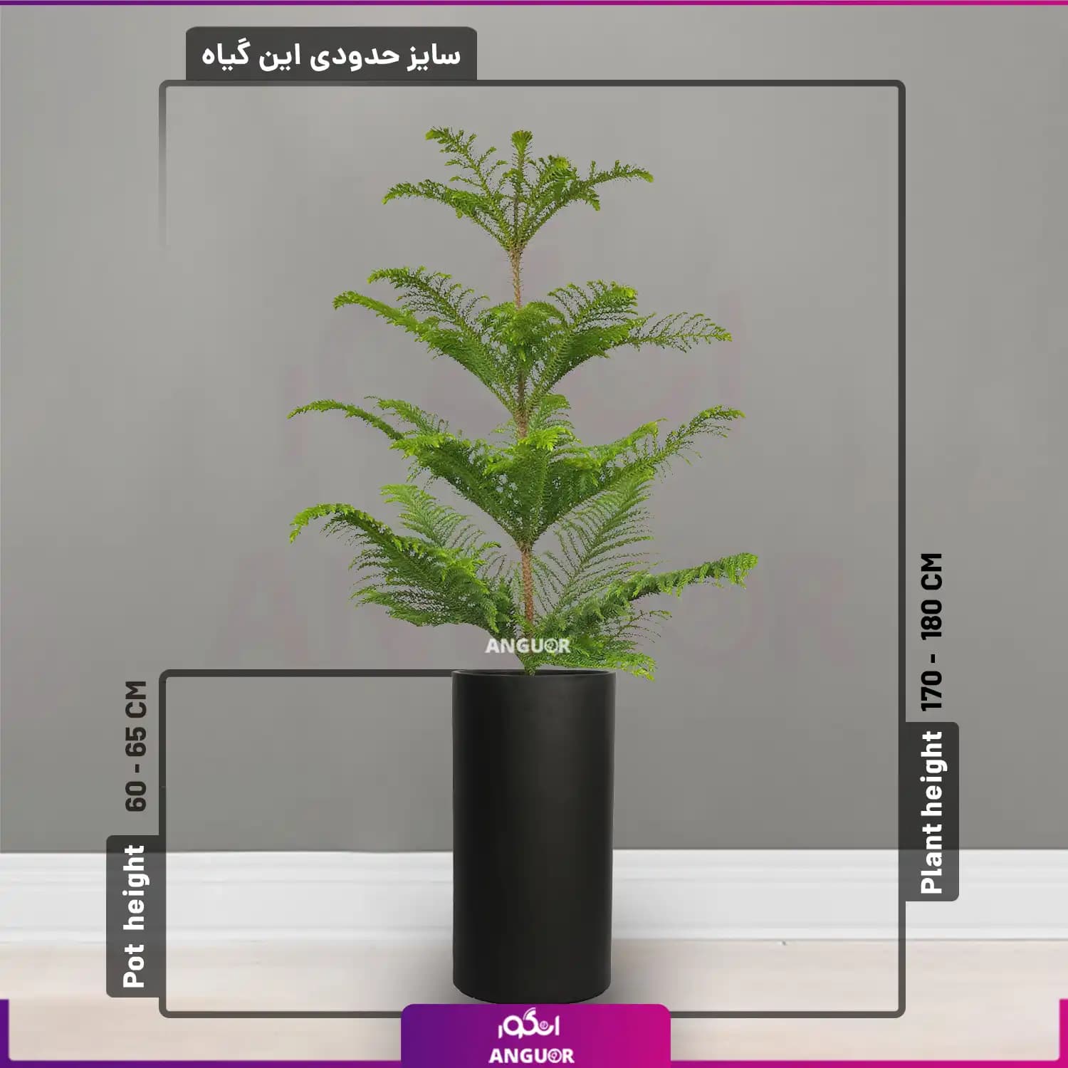 گل آپارتمانی کاج مطبق با گلدان فایبرگلاس در4 طرح — تصویر ۶