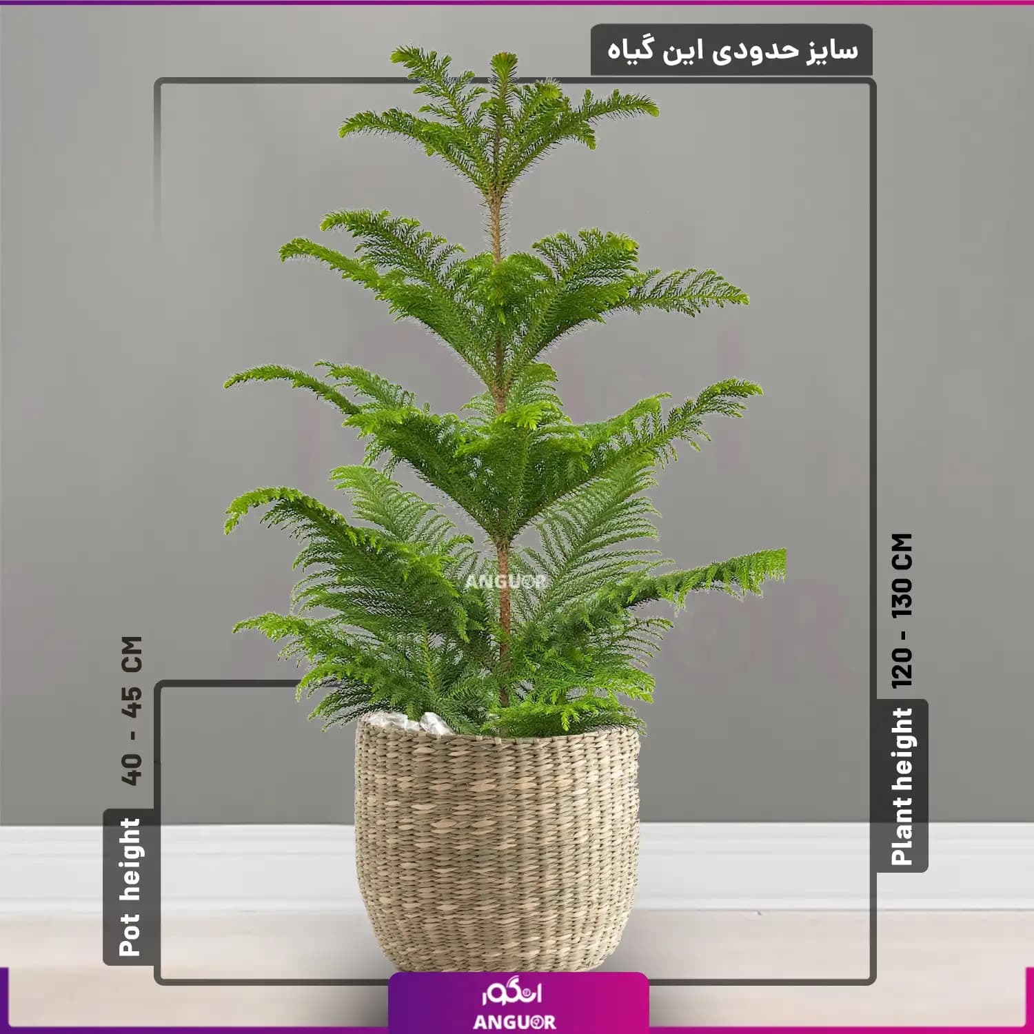 کاج مطبق با گلدان حصیری — تصویر ۲