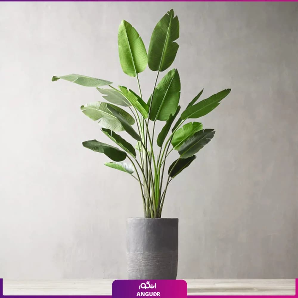 گیاه پرنده بهشتی بزرگ