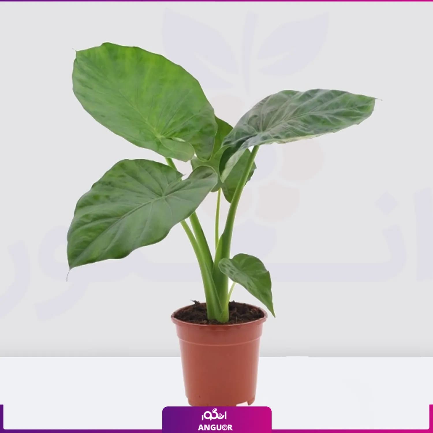 گیاه آپارتمانی بابا آدم سبز