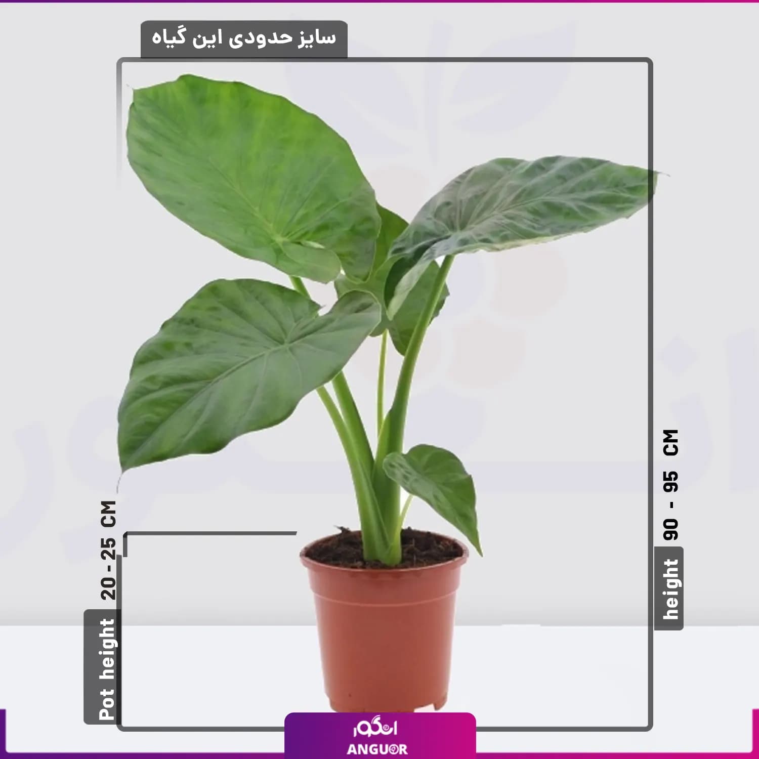 گیاه آپارتمانی بابا آدم سبز — تصویر ۲
