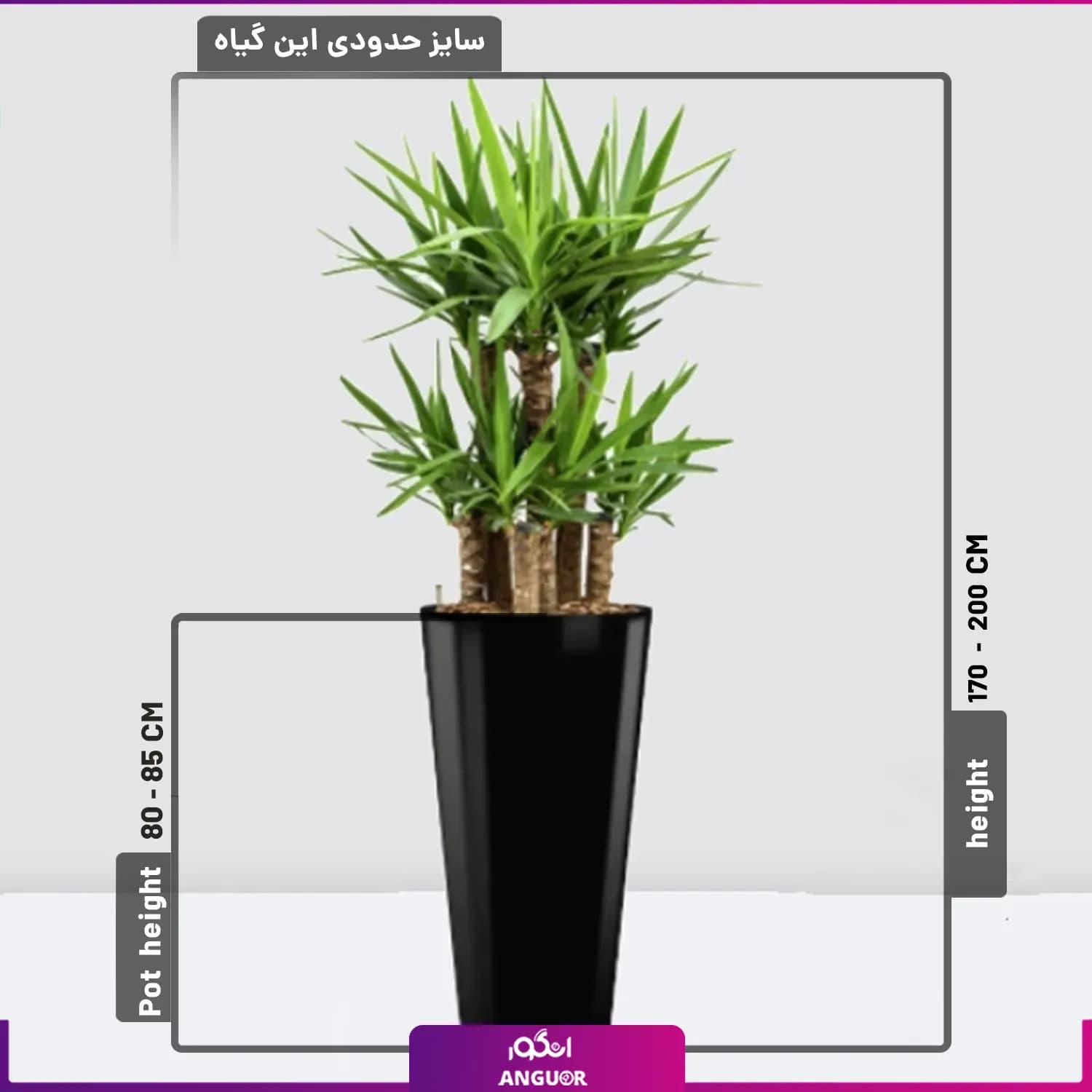 گیاه آپارتمانی یوکا شرکتی 2 متری — تصویر ۲