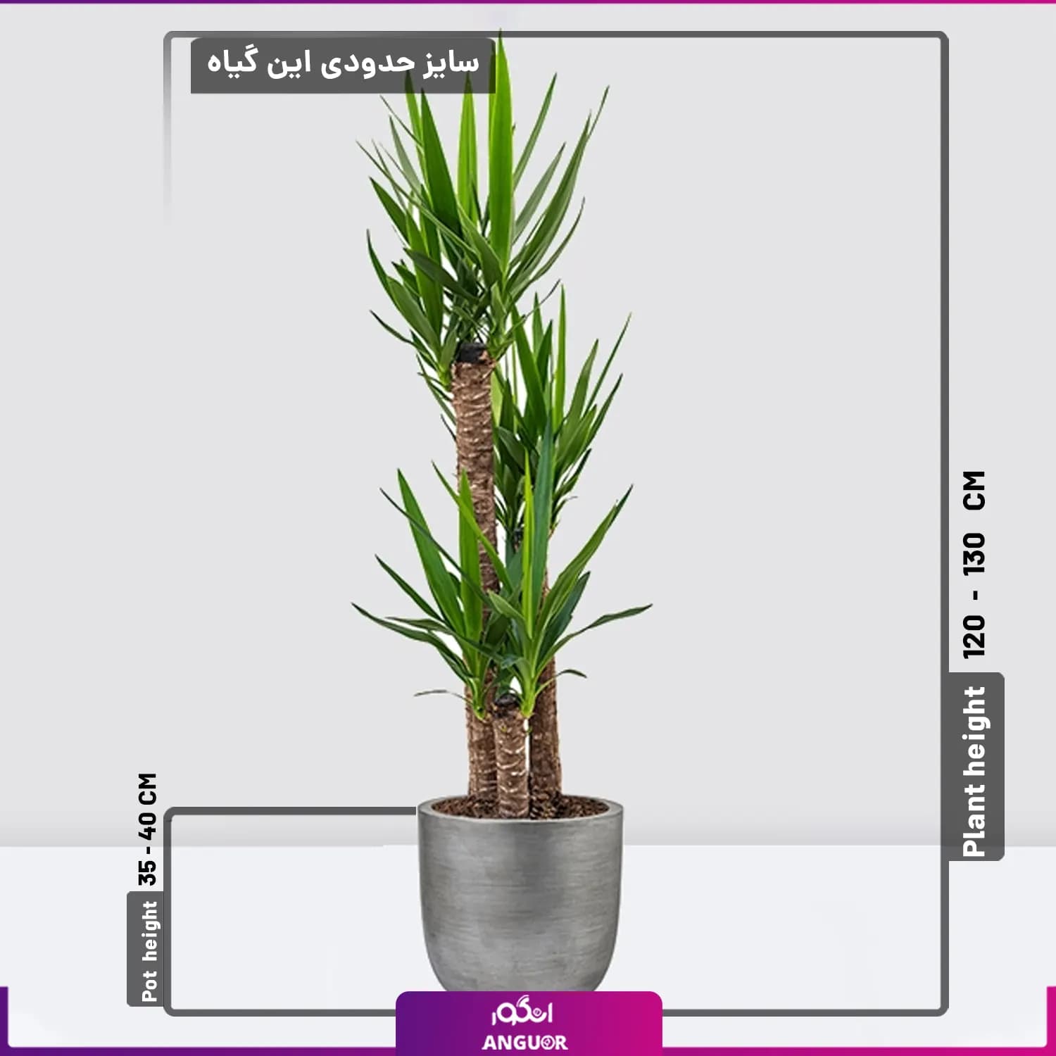 گیاه آپارتمانی یوکا سه شاخه بزرگ — تصویر ۲