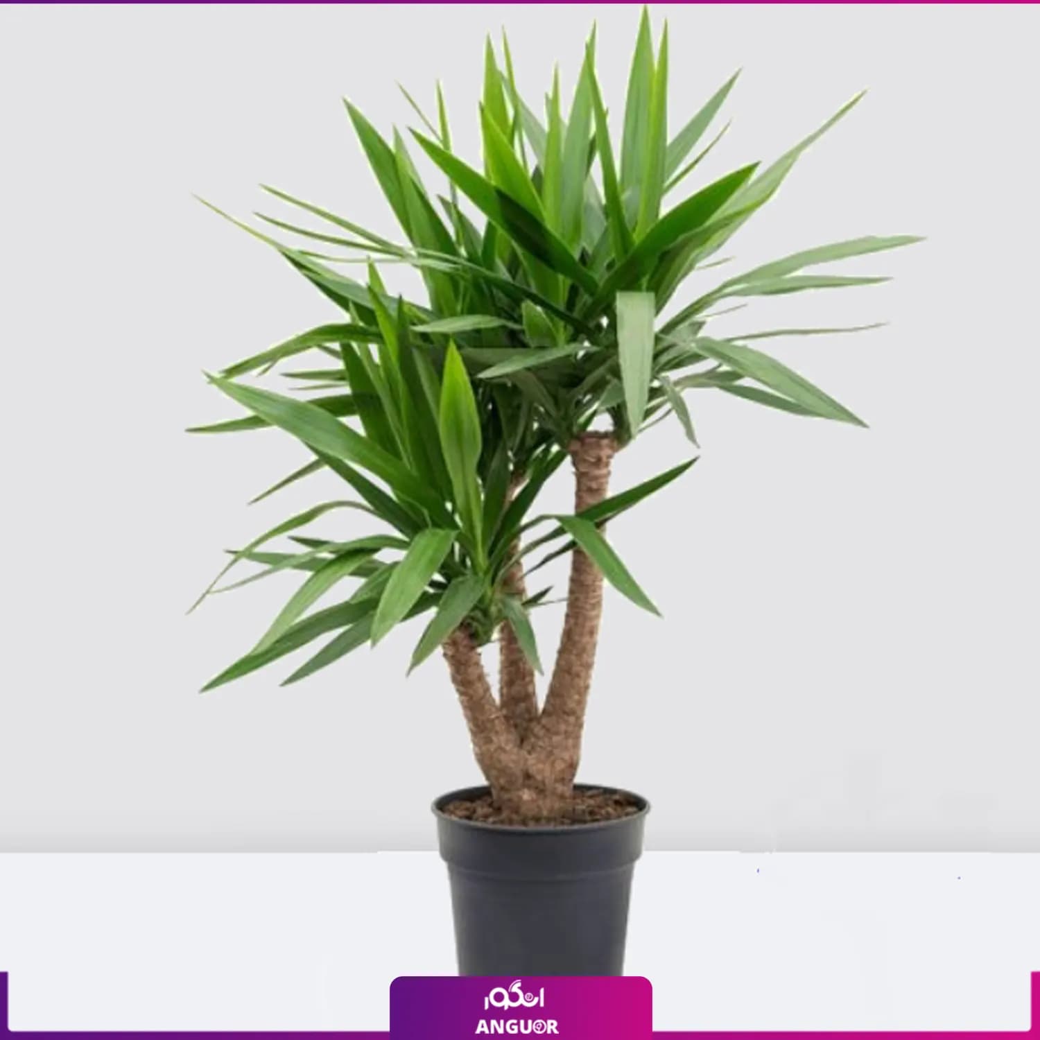 گیاه آپارتمانی یوکا تنه دار سه شاخه بزرگ