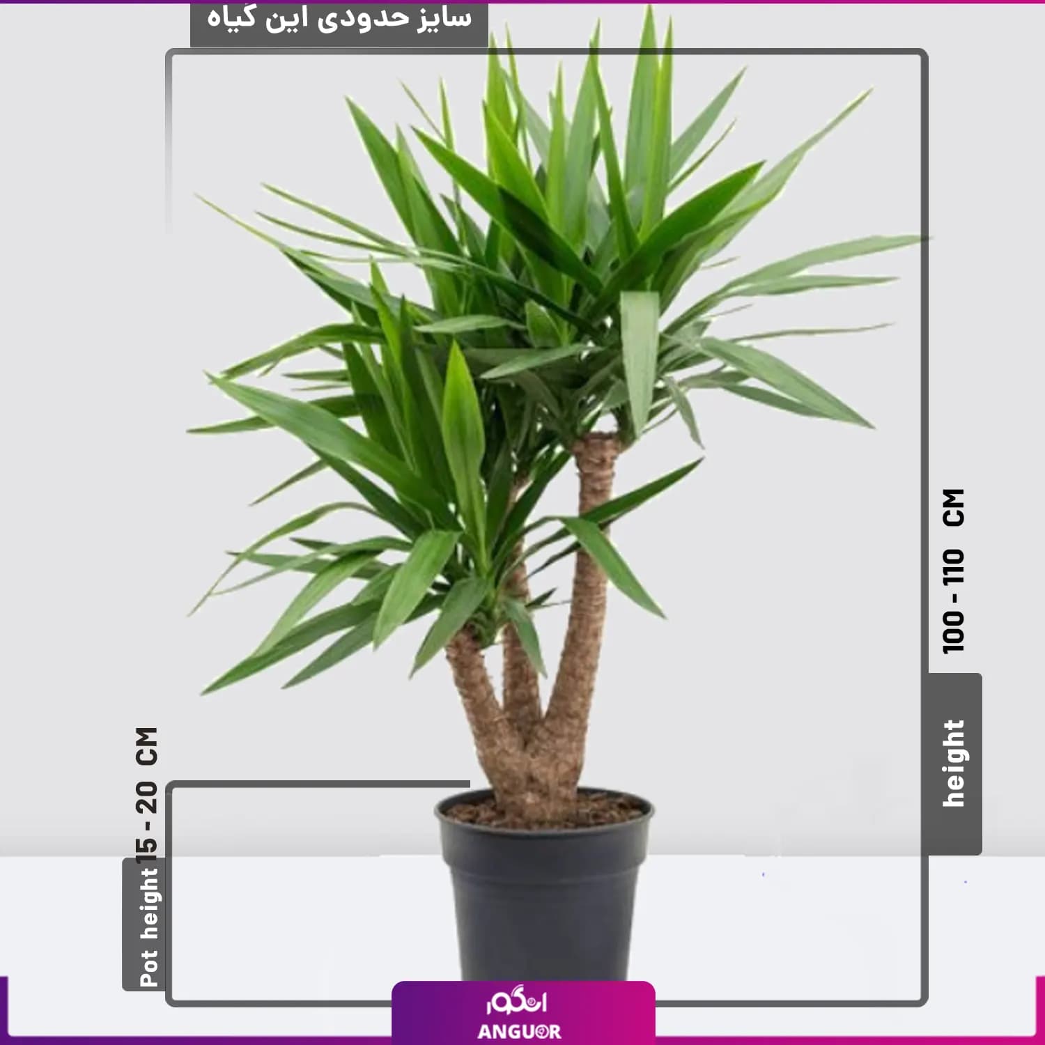 گیاه آپارتمانی یوکا تنه دار سه شاخه بزرگ — تصویر ۲