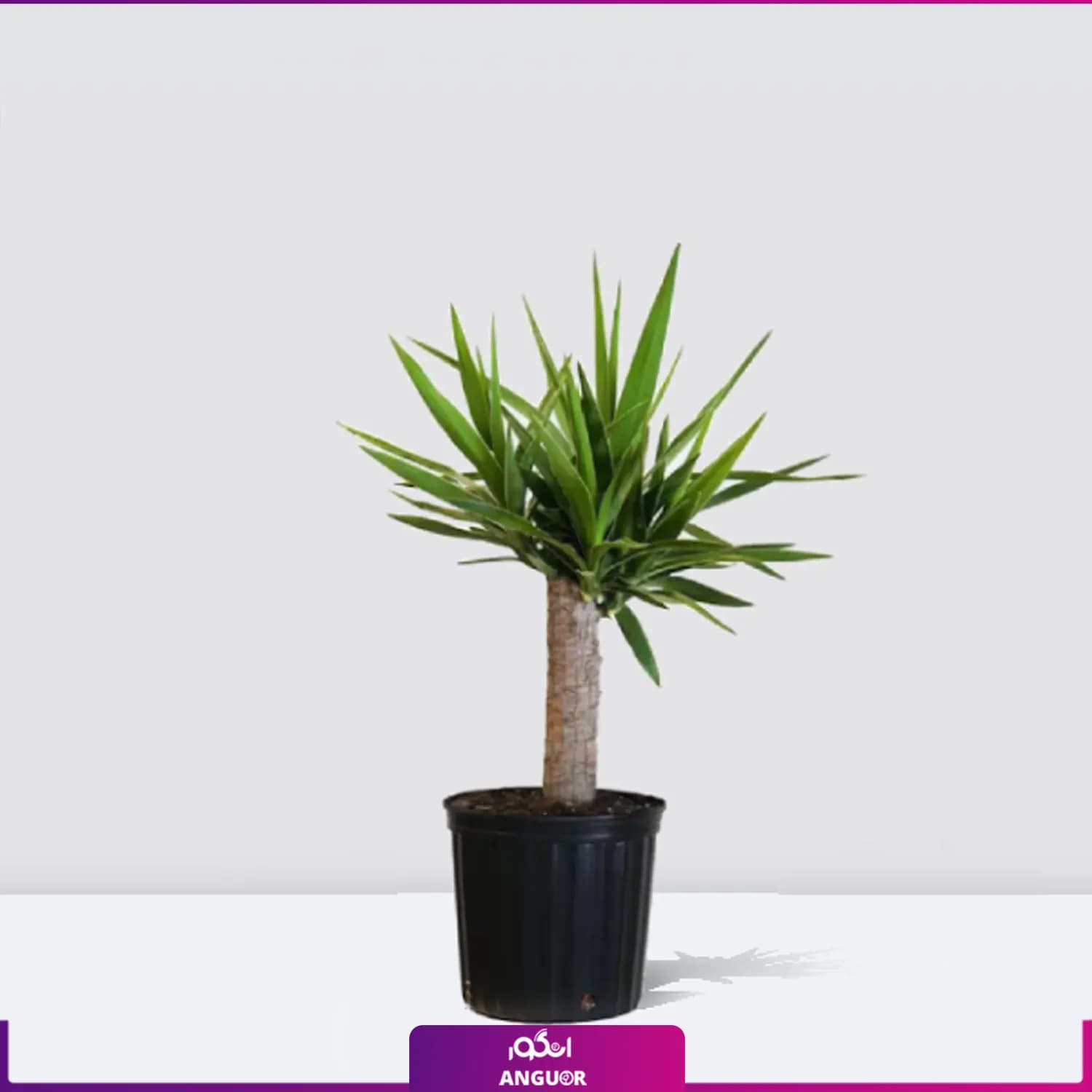 گیاه آپارتمانی یوکا تک شاخه تنه دار سایز کوچک