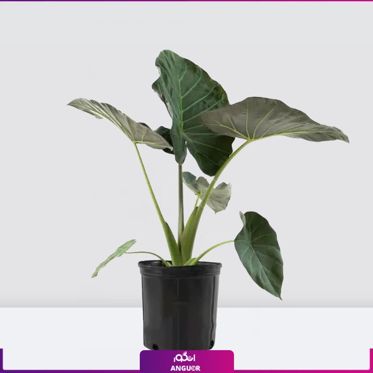 گل آپارتمانی بابا آدم بلک سایز متوسط