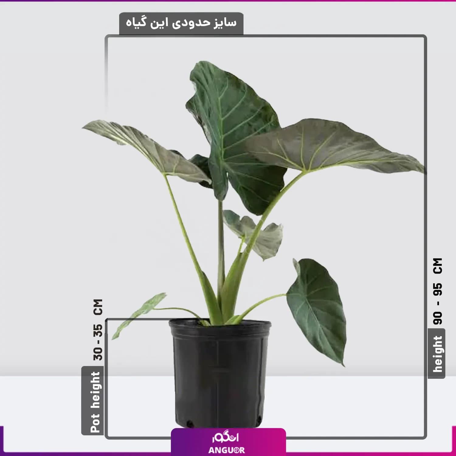 گل آپارتمانی بابا آدم بلک سایز متوسط — تصویر ۲