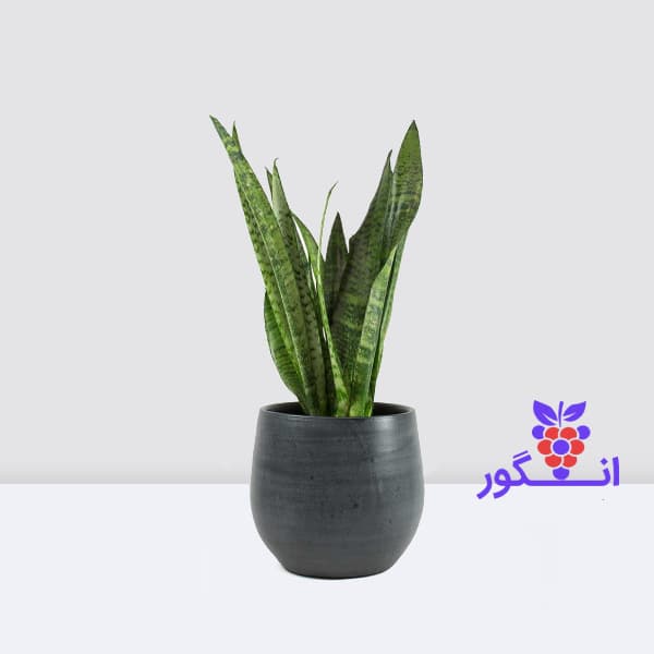 گلدان کوچک سانسوریا سبز (سایز 35-45 سانتی)