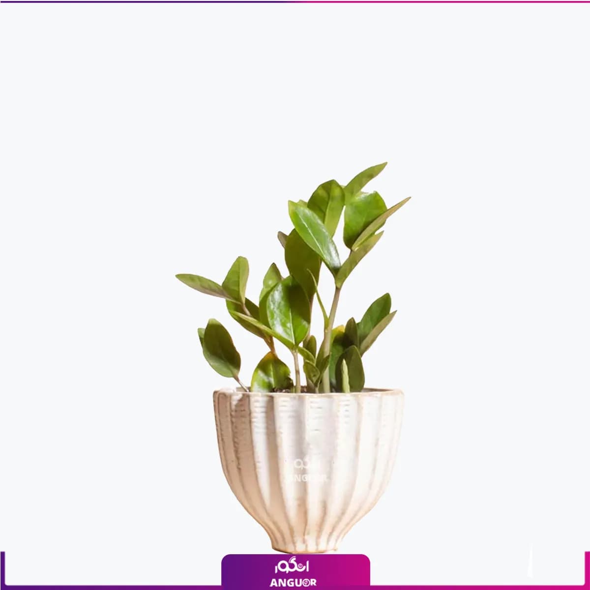 گلدان سرامیکی زاموفیلیا سایز کوچک