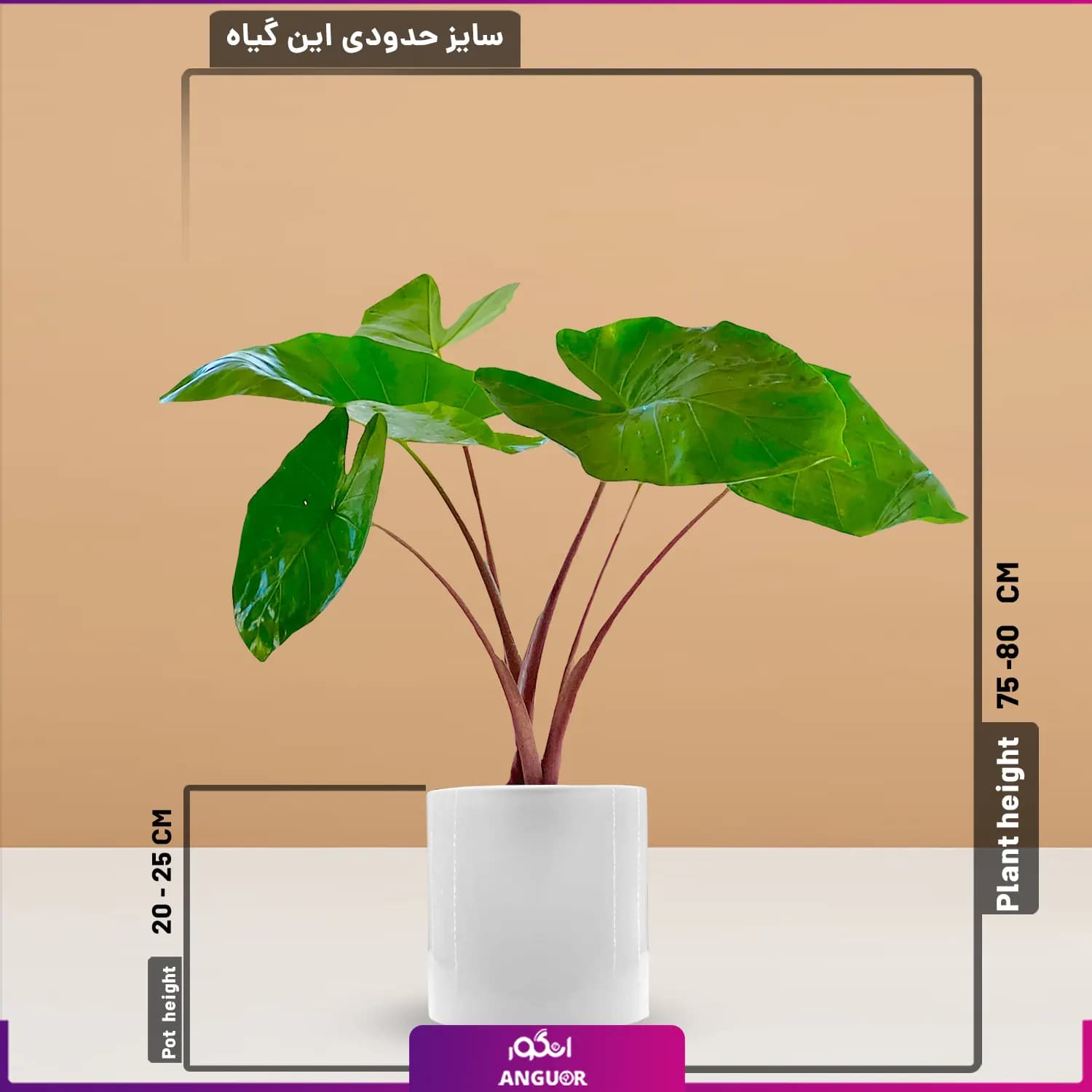 گیاه آپارتمانی بابا آدم تنه قرمز — تصویر ۲
