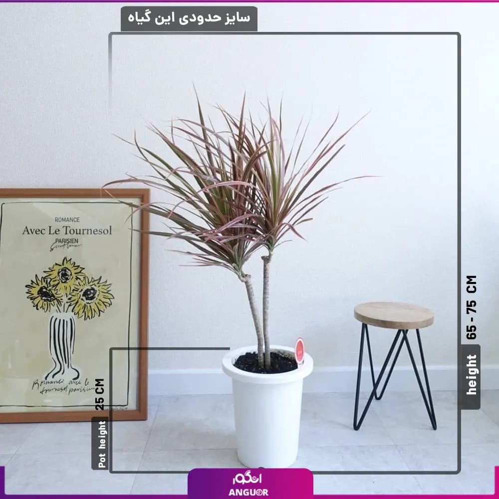 دراسنا پرچمی قرمز — تصویر ۲