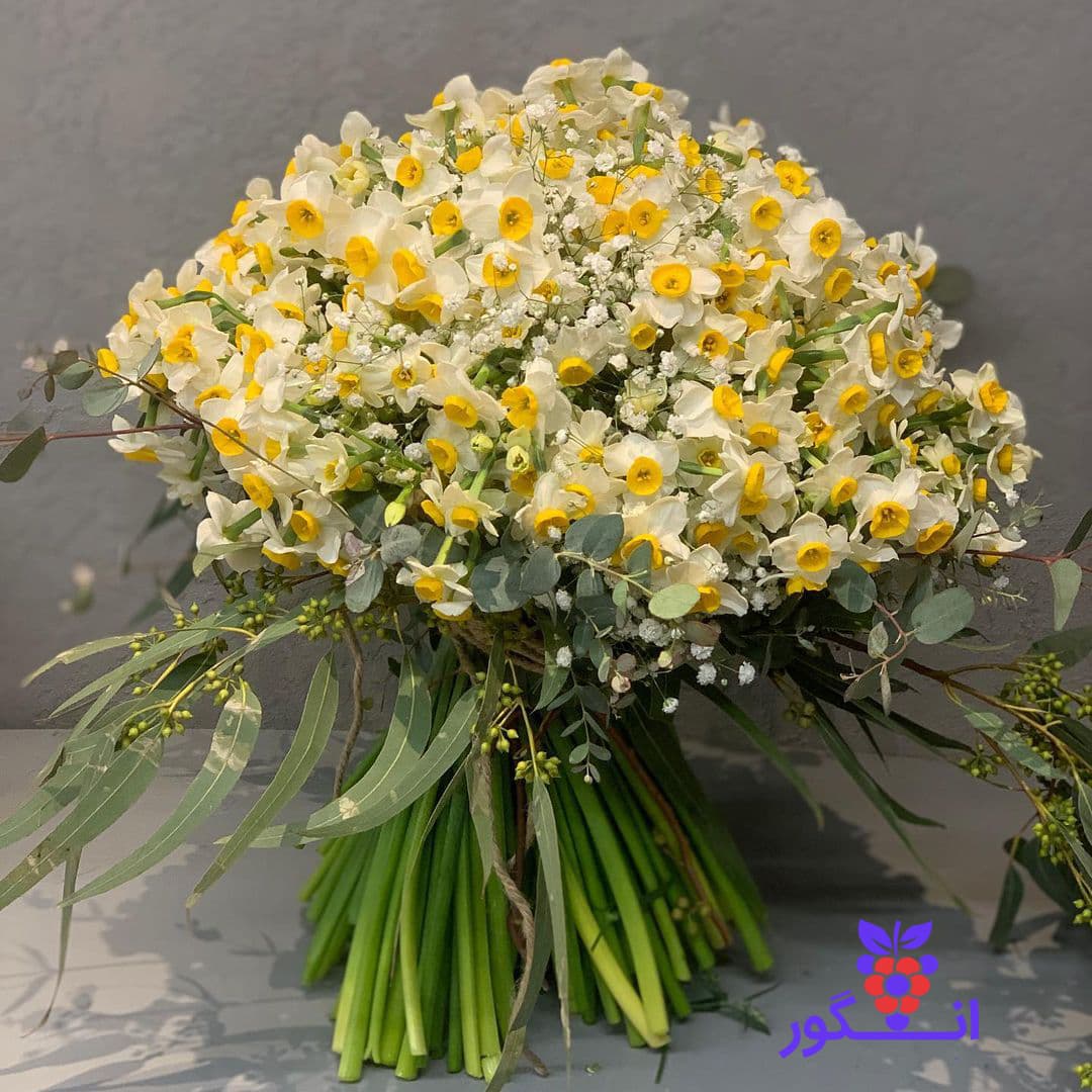 دسته گل نرگس 150 شاخه