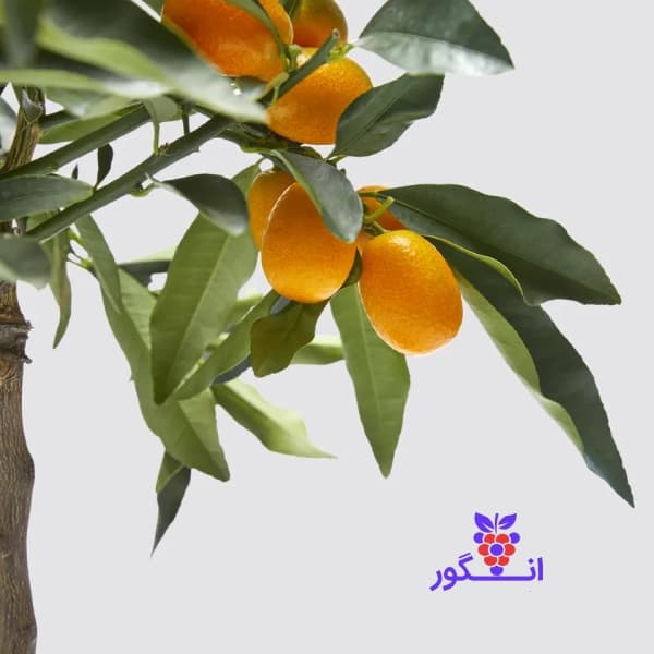 درخت کامکوات سایز کوچک (پرتقال زینتی) — تصویر ۲