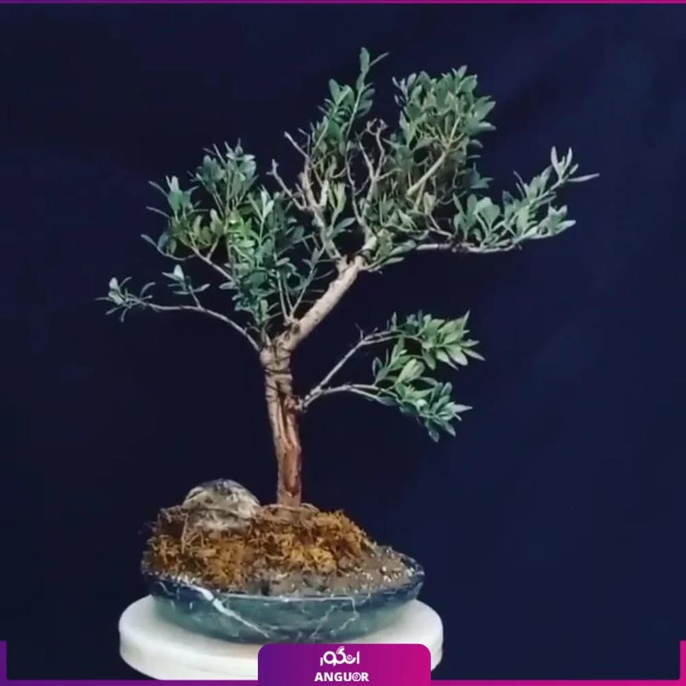 بونسای میوه‌ای زیتون سبز در گلدان مرمر