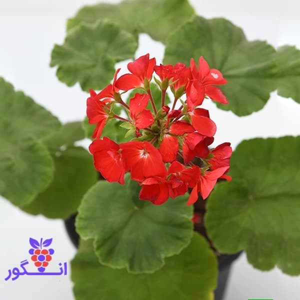 گل شمعدانی رنگ قرمز — تصویر ۲