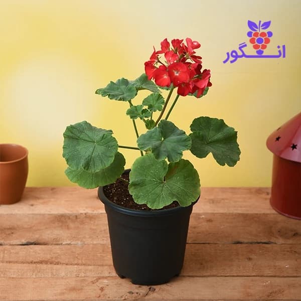 گل شمعدانی رنگ قرمز