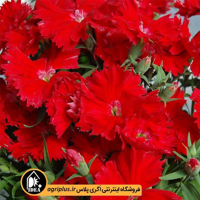 بذر گل قرنفل Charms سینجنتا