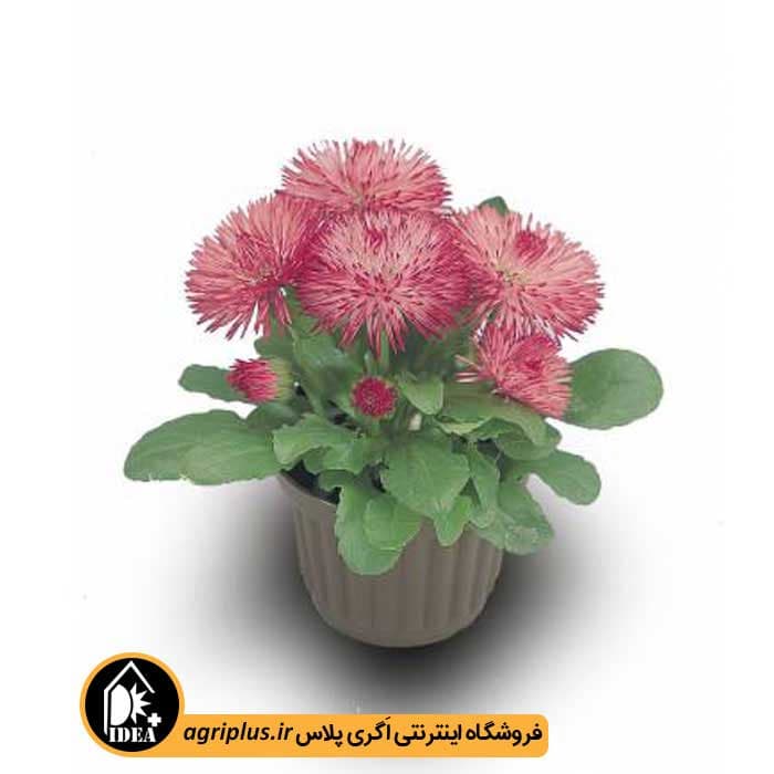 بذر گل مینا چمنی راگلی (Roggli) بیناری