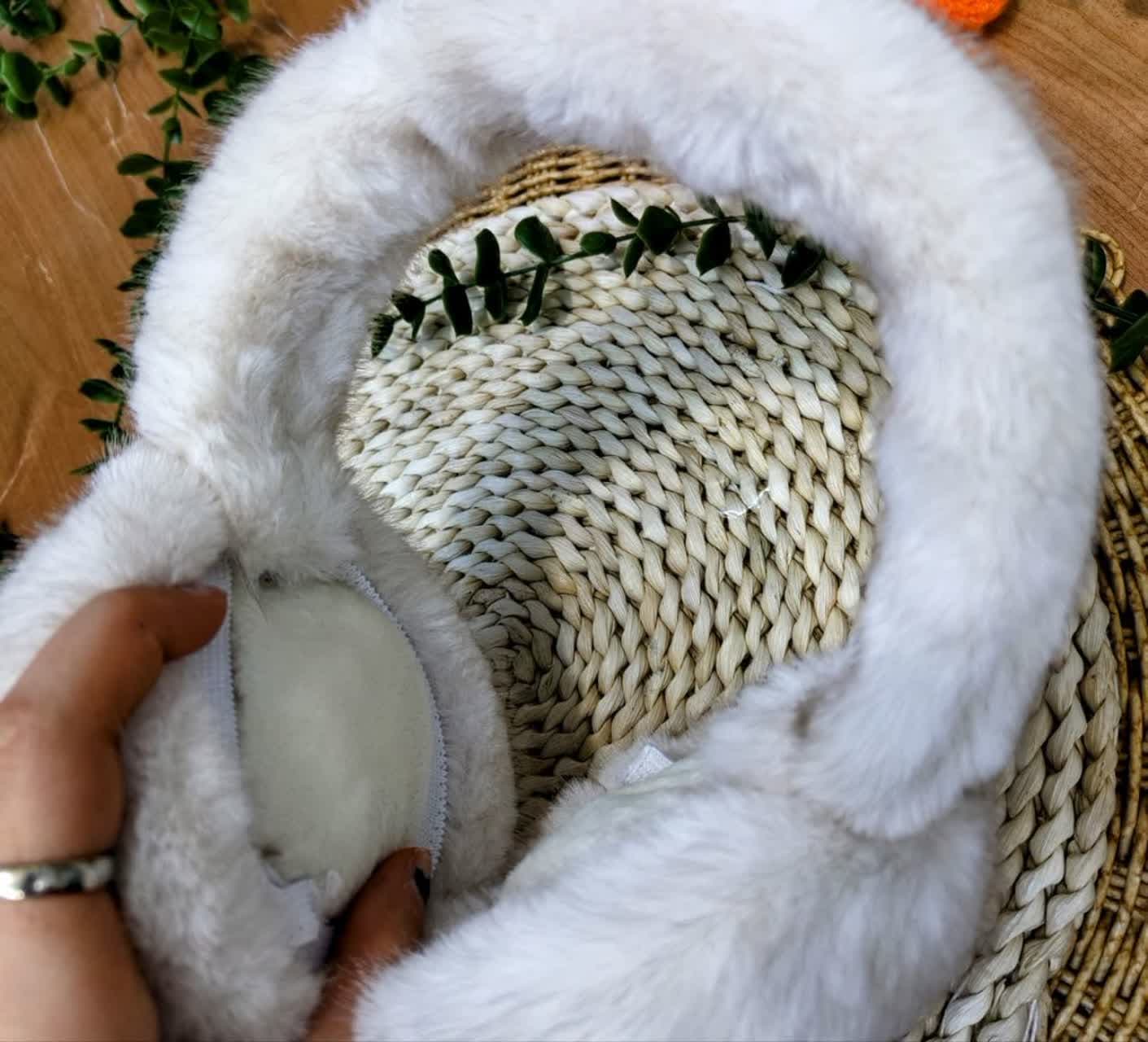 گوش گیر خز دار — تصویر ۶