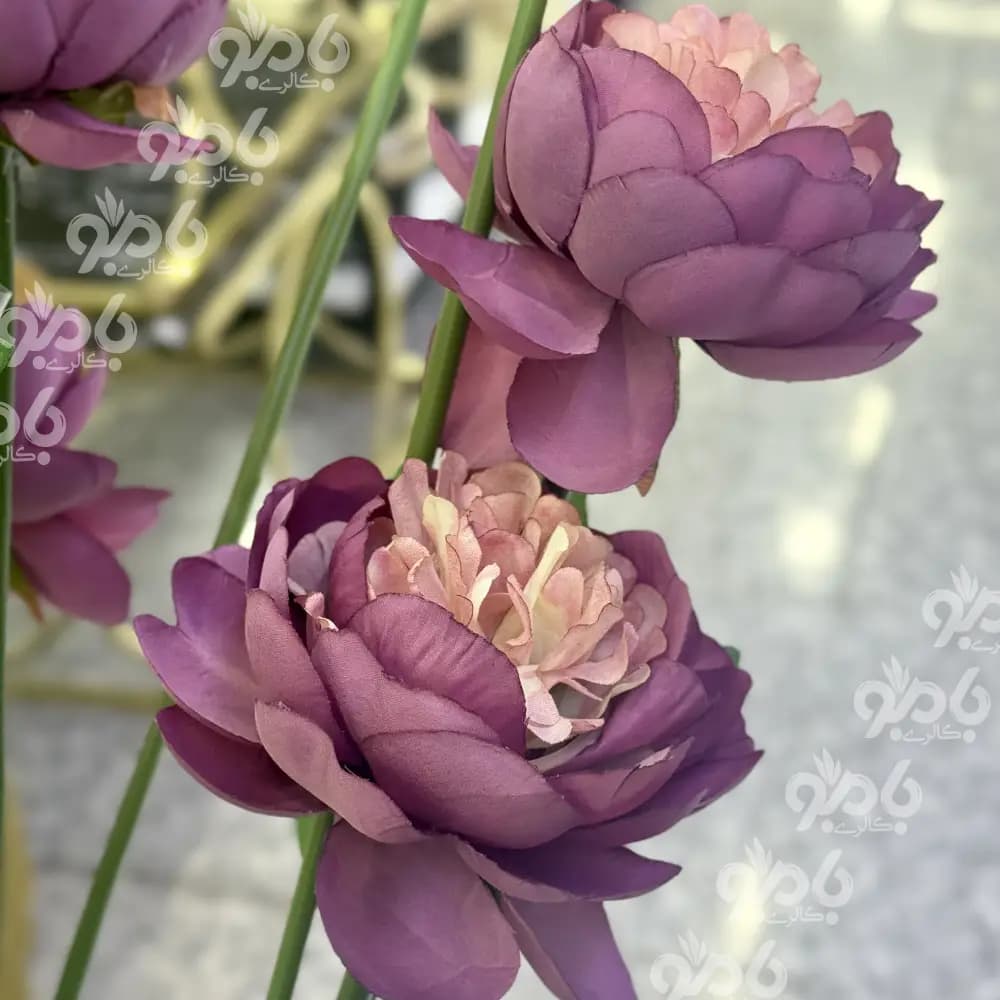گل بلند پیونی3گل درشت 1045 — تصویر ۲