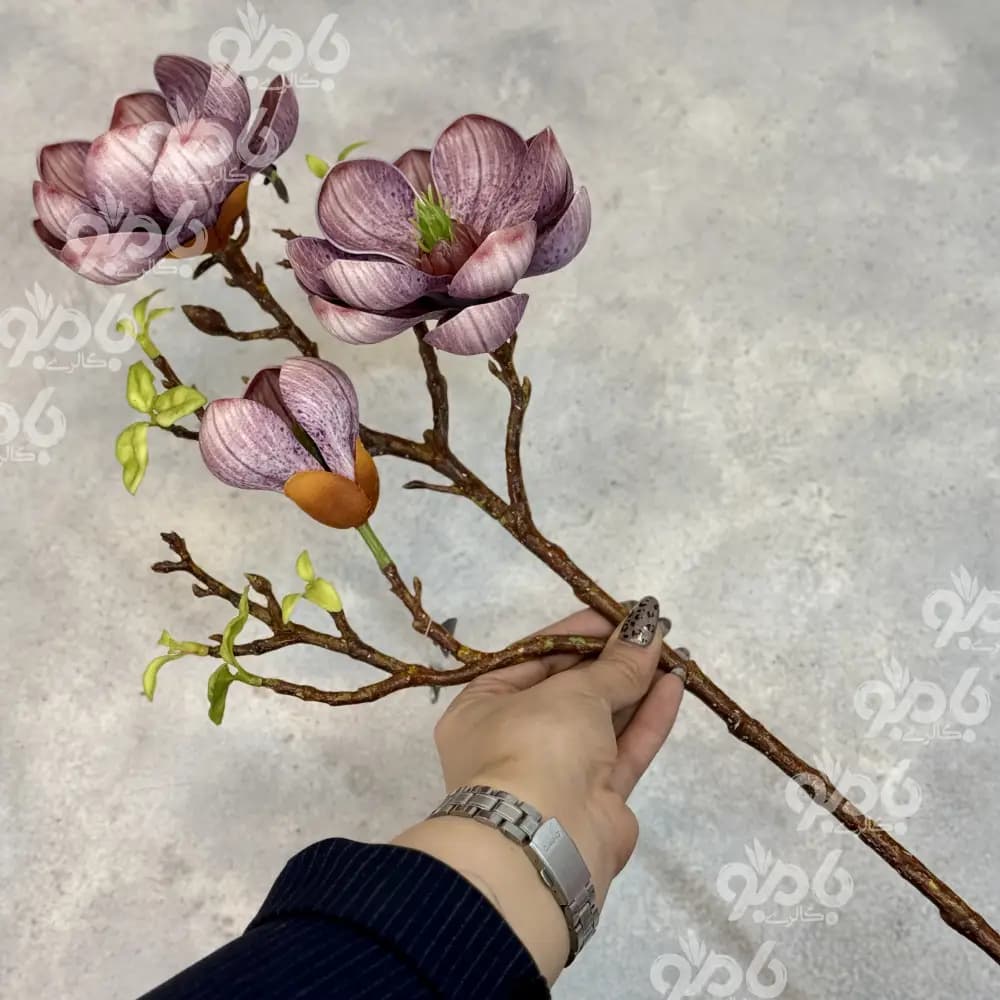 گل بلند شاخه مگلونیا 000146 — تصویر ۳